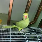 ببغاء درة