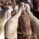 طليان سواكني مرابي فل للمناسبات والزواجات