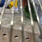 حمام وطيور كناري للبيع