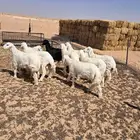 خرفان حريات طيبات