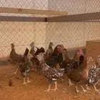 صوص دجاج عربي مكنتوش