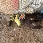 بط بلدي الحويه