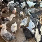 صوص للبيع ترته وسيافي والمونيوم سلفر