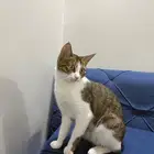 قطه أمريكان للتبني