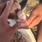 سواكن عدد 3 للبيع مع الفحل