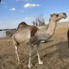 ابل لقحات