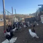 ديوك للبيع