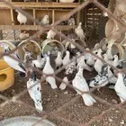 للبيع حمام مشكل هندي وعايدي وفرنسي