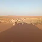 خلفه للبيع