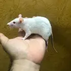 جرذان حيه Rats لتعليف الزواحف والطيور