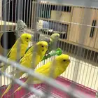للبيع طيور الحب 5 حبات