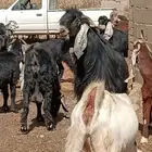 تيس عارضي طيب. ونضيف للبيع مشروط او للبدل بتيس قبرصي مشروك