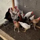 20 ديك فيومي 4 شهور
