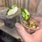 نباتات hoya والوكاسيا نادرة جدا  في السوق المحلي