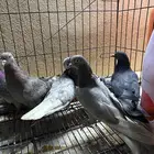 للبيع طيور لوت العدد 6