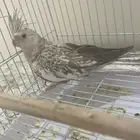 انثى كروان للانتاج