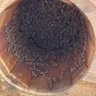 للبيع نحل بلدي خلايا محايلي