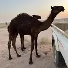 حاشي قصب