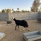 شاة هجين الاب نجدي والام ساكنيه جرمها كفو
