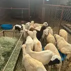 خرفان تربية بلدي 18