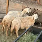 ضان حريات