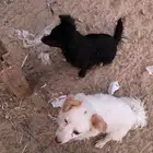كلاب هاسكي مع صغارها للبيع