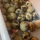 بيض سمان للاكل بس
