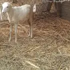 رخيل وفرير