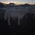 طلي فحل صنف الصنف ومشروط للبيع