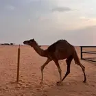 قعود حاشي