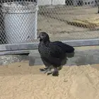 دجاج براهما