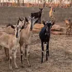 تيوس هجين وعل