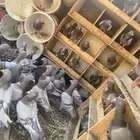 مشروع حمام فرنسي