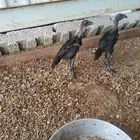 دجاج تايلندي