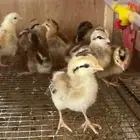 صوص دجاج عربي ترثه