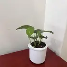 نبتة بوتس