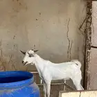 تيس البيع