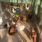 دجاج لوهمان براون