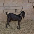 تيووس للبيع