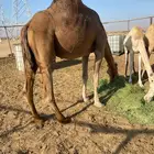 ناقه حمرا