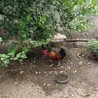 دجاج بلدي