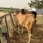 ثور فحل حار وشروط و بقره وحسيلة كلهم دفع
