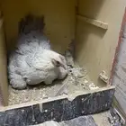 دجاج فيومي المنيوم
