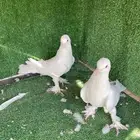 جوز ابيض معقد
