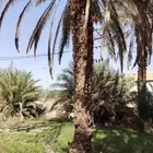 نخل للبيع نخيل