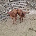 حسلان بلدي
