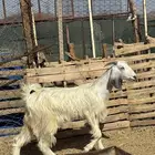 جفره ثنيه ذبيحه