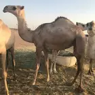بكره صفراء طيبه