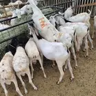 برابر و تيوس و سواكن و نعيمي و قعدان مرابي بمزارعنا