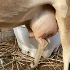 بقره بلدي فاخر